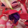 Freeze Dried Fucshia