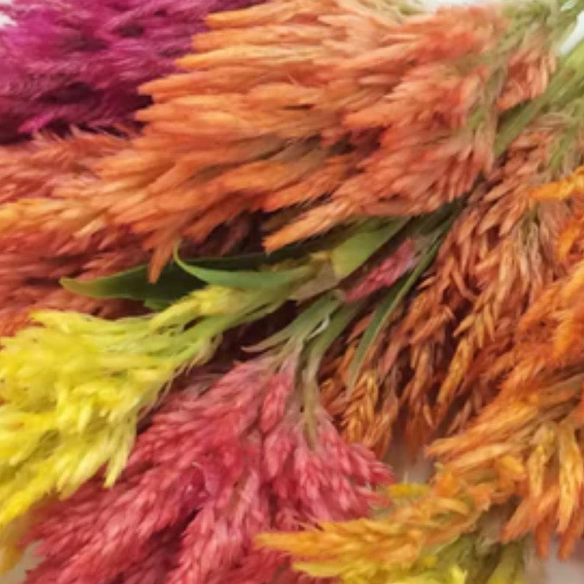 Freeze Dried Broomstick Celiocia