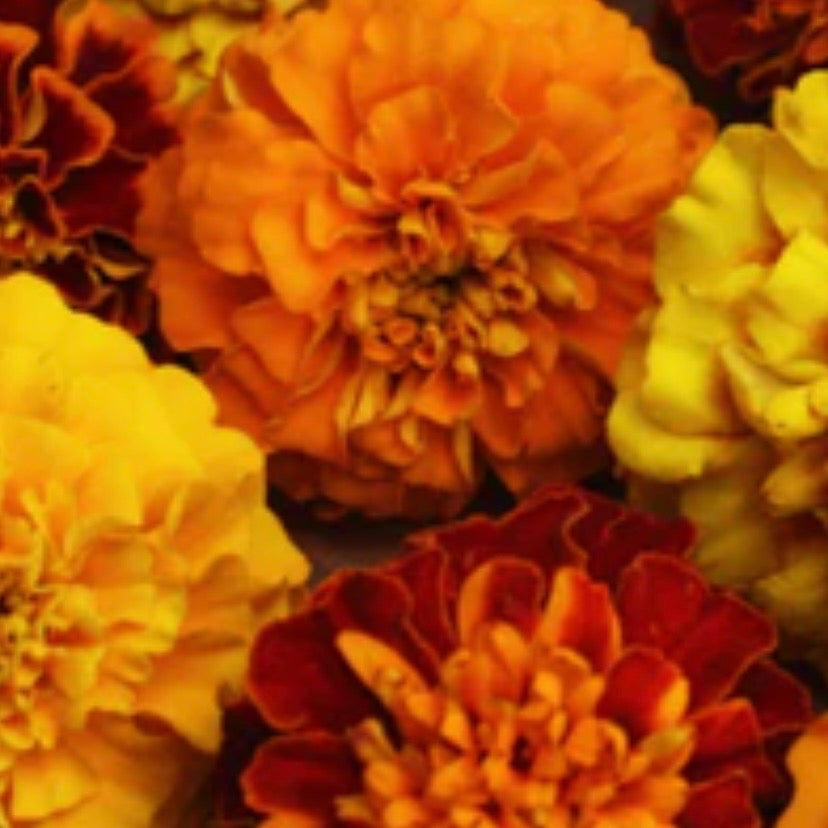 Freeze Dried Edible Marigolds