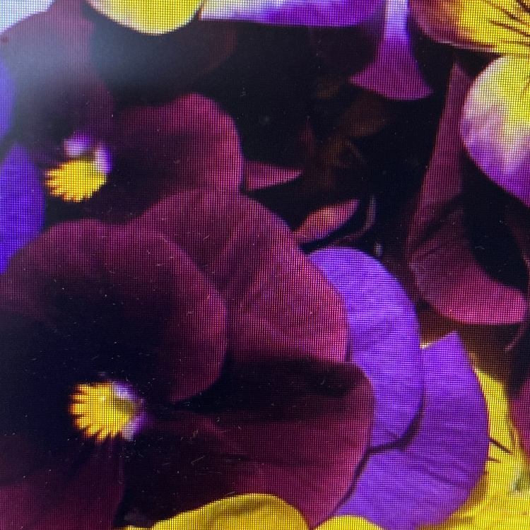 Freeze Dried Violets