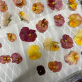 Freeze Dried Watercolor Violets